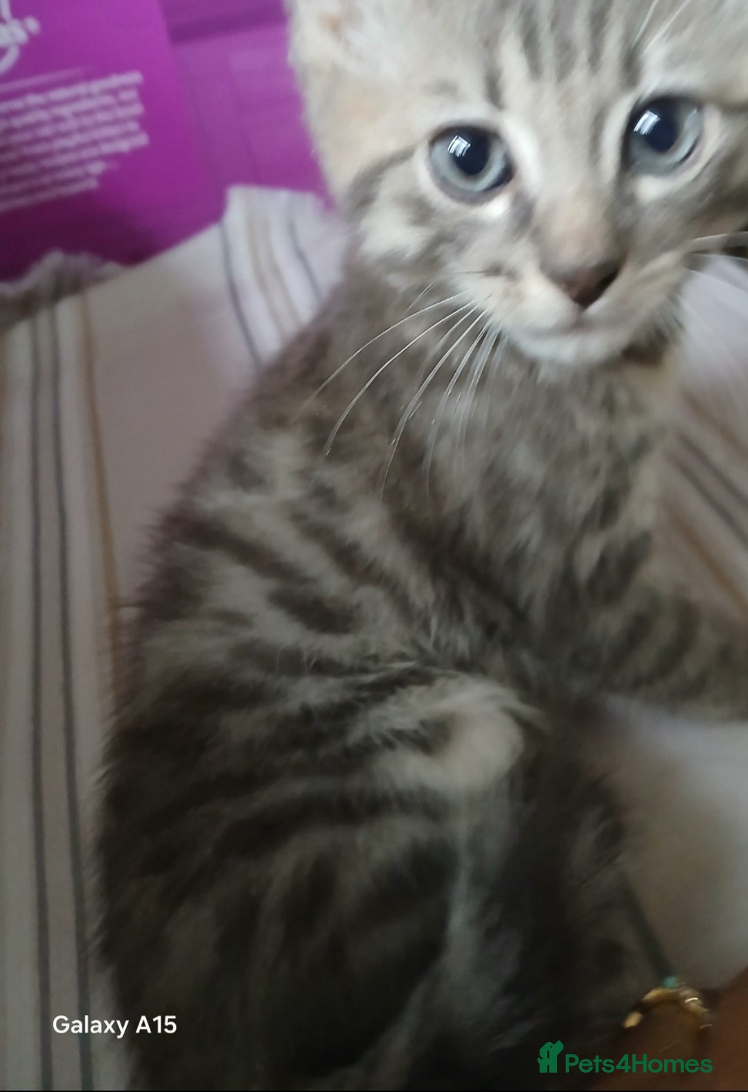 Bengal cats for sale: Bengal kittens very healthy male femal - Image 4
