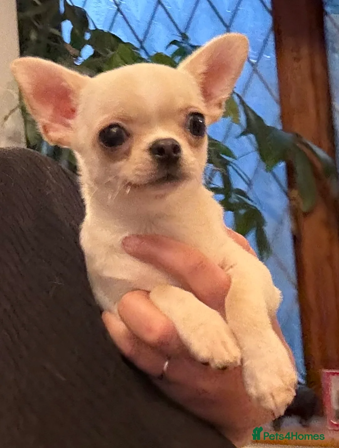 Chihuahua dogs for stud: TINY 1.1 kg Cream/ white apple head chihuahua  - Advert 2
