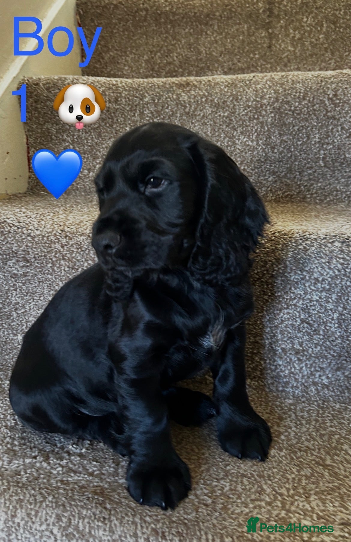 Cocker Spaniel dogs Beautiful Cocker Spaniels Puppies’s 💖💙💖💙 - Advert 1