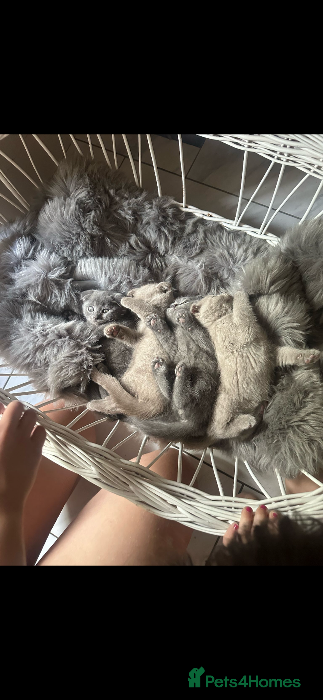 Scottish Fold cats for sale: Scottish fold kittens - Image 5