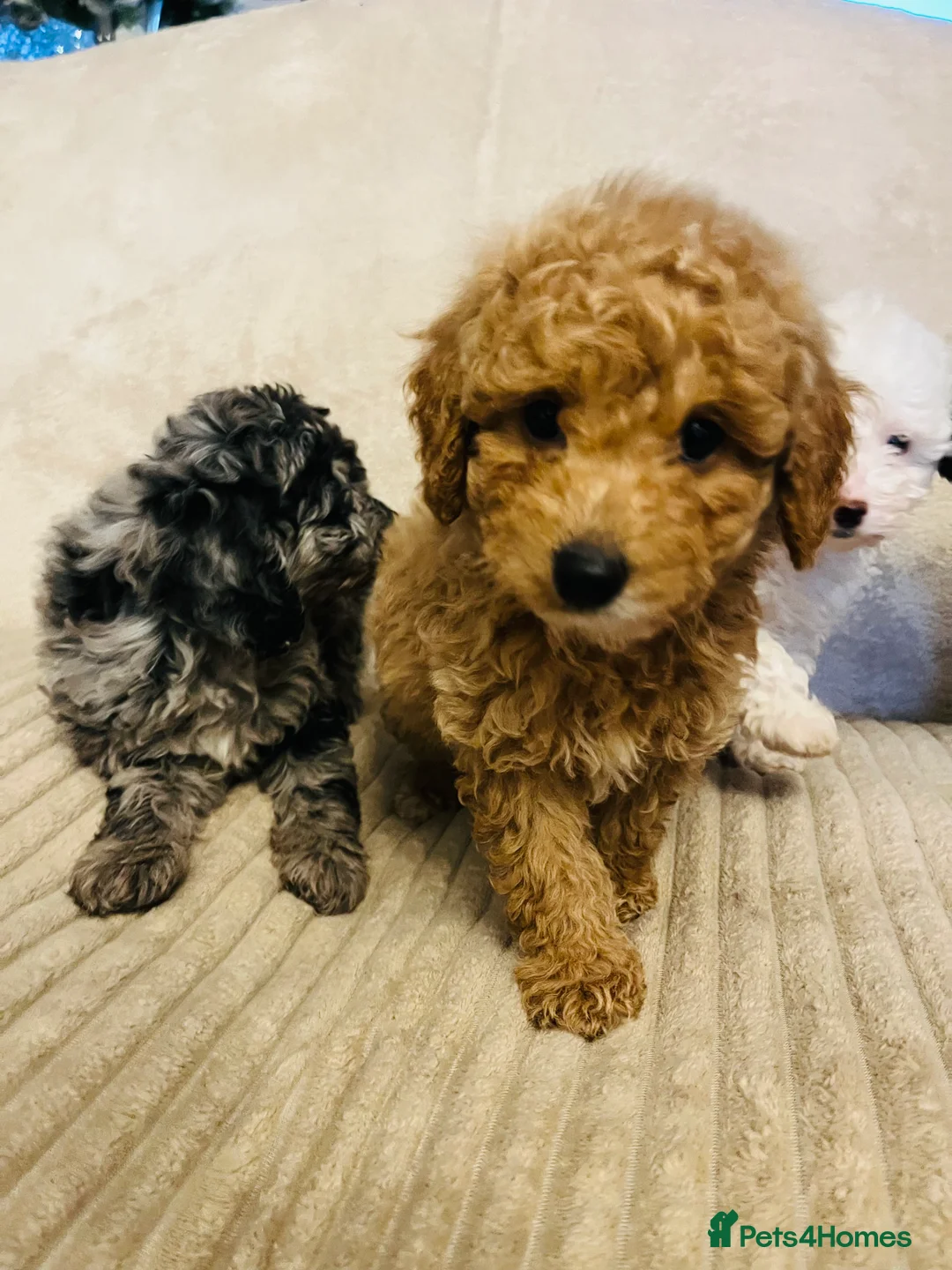 Cockapoo dogs for sale: Stunning f1b cockapoo puppys  - Advert 8