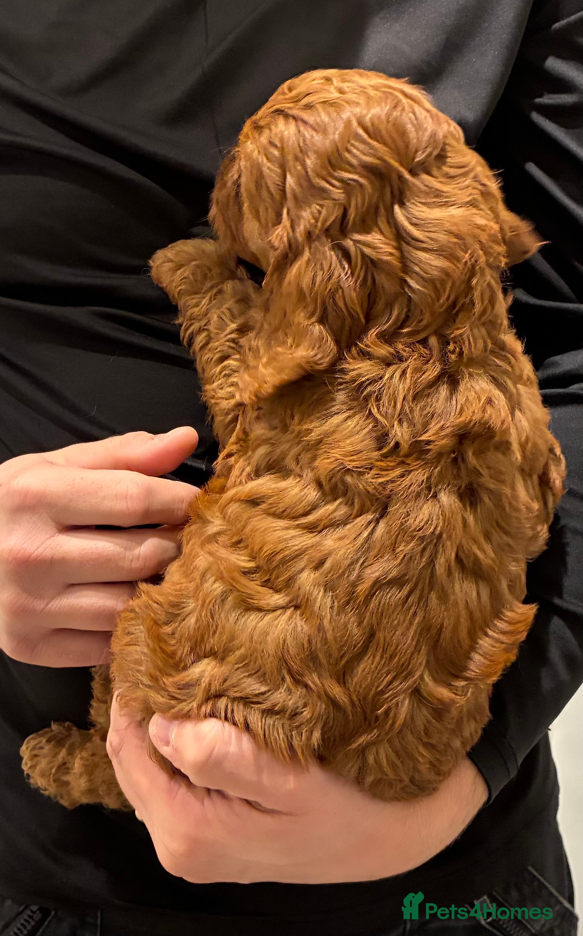 Cockapoo dogs for sale: 1 Stunning Fox Red Boy Left - Advert 2
