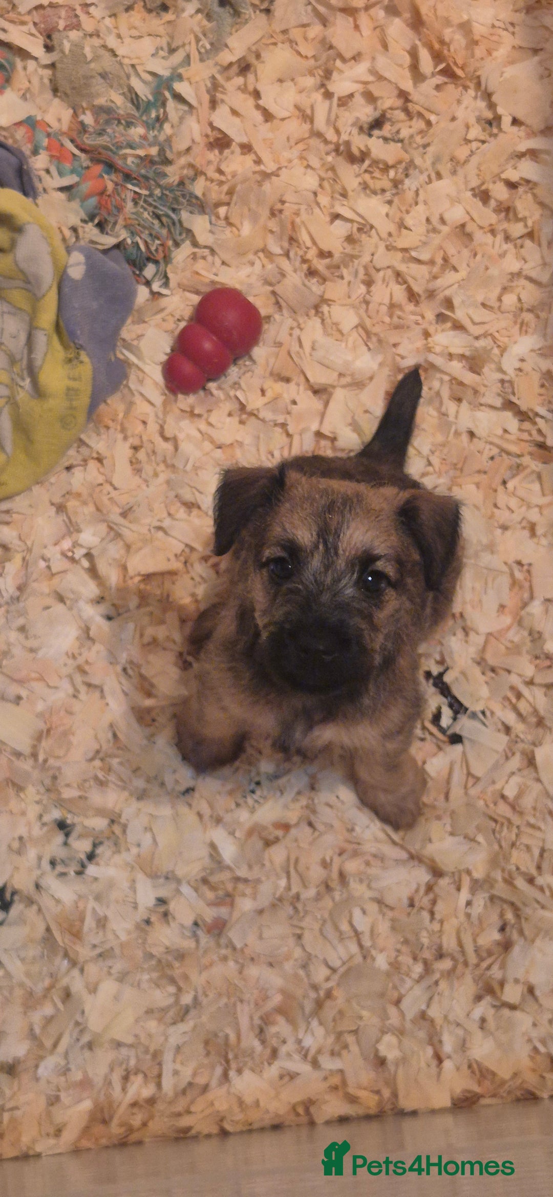 Patterdale Terrier dogs for sale: Patterdale x lakeland pups  - Image 9