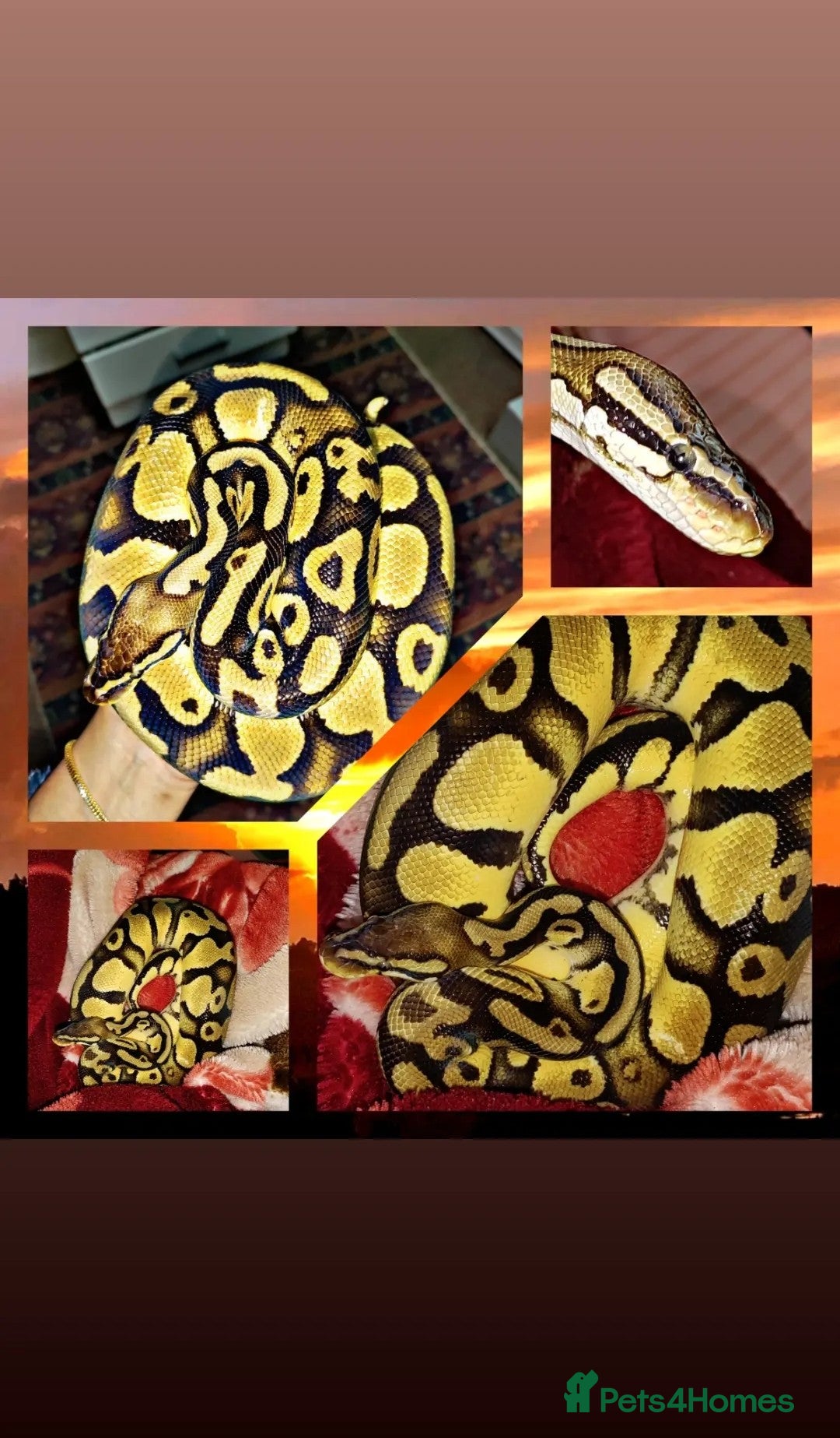 Gecko reptiles Crested geckos and Snakes (Read Description) - Advert 1