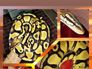 Gecko reptiles Crested geckos and Snakes (Read Description) - Advert 10