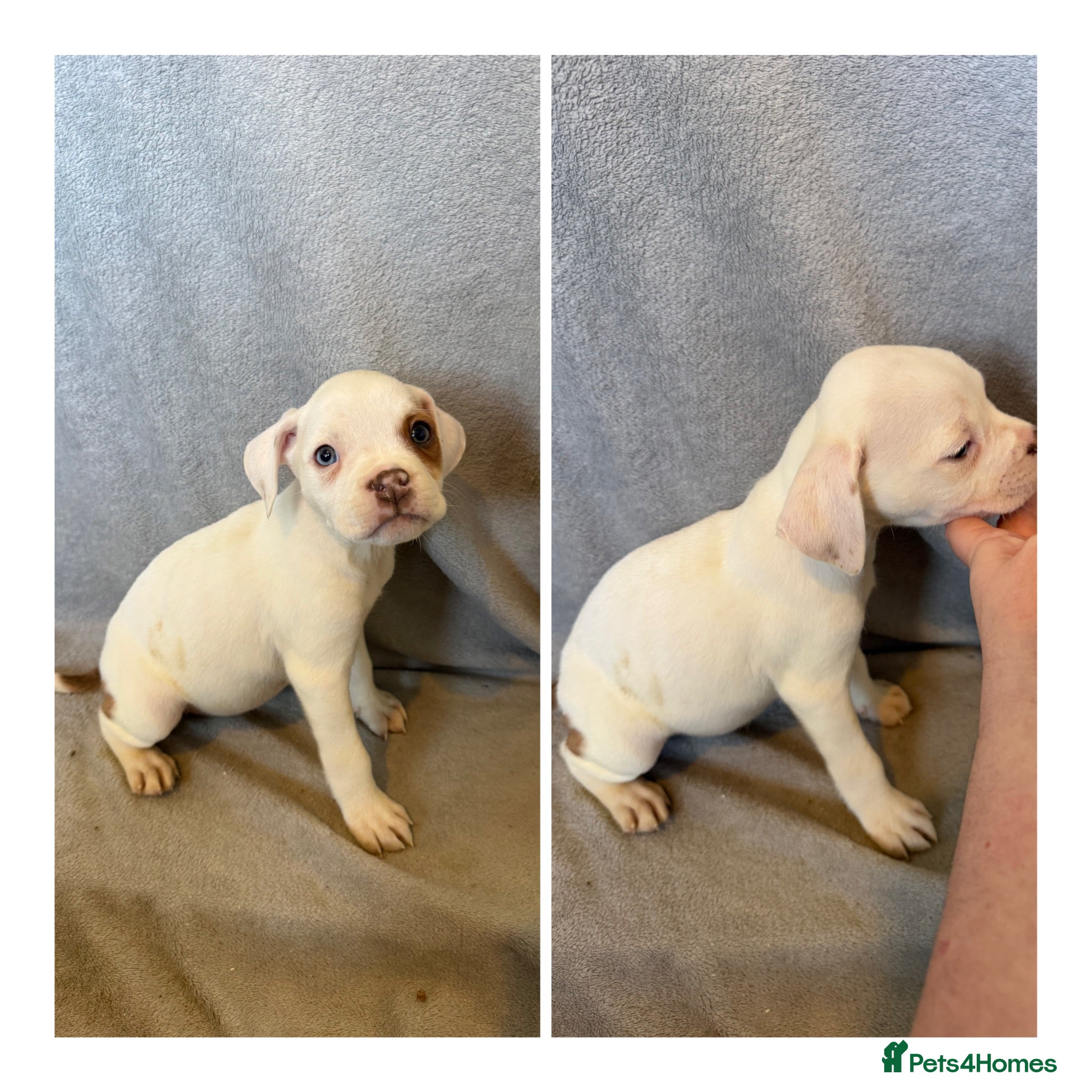 Alapaha Blue Blood Bulldog dogs Alapaha blue blood bulldog Puppies - Advert 1