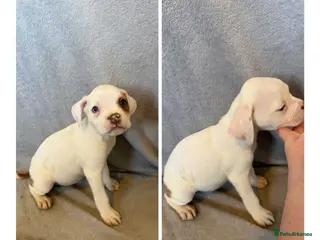 Alapaha Blue Blood Bulldog dogs Alapaha blue blood bulldog Puppies - Advert 2