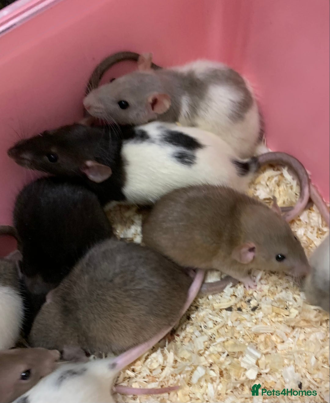Rat rodents for sale: Beautiful tame fancy rats & mice - Advert 2
