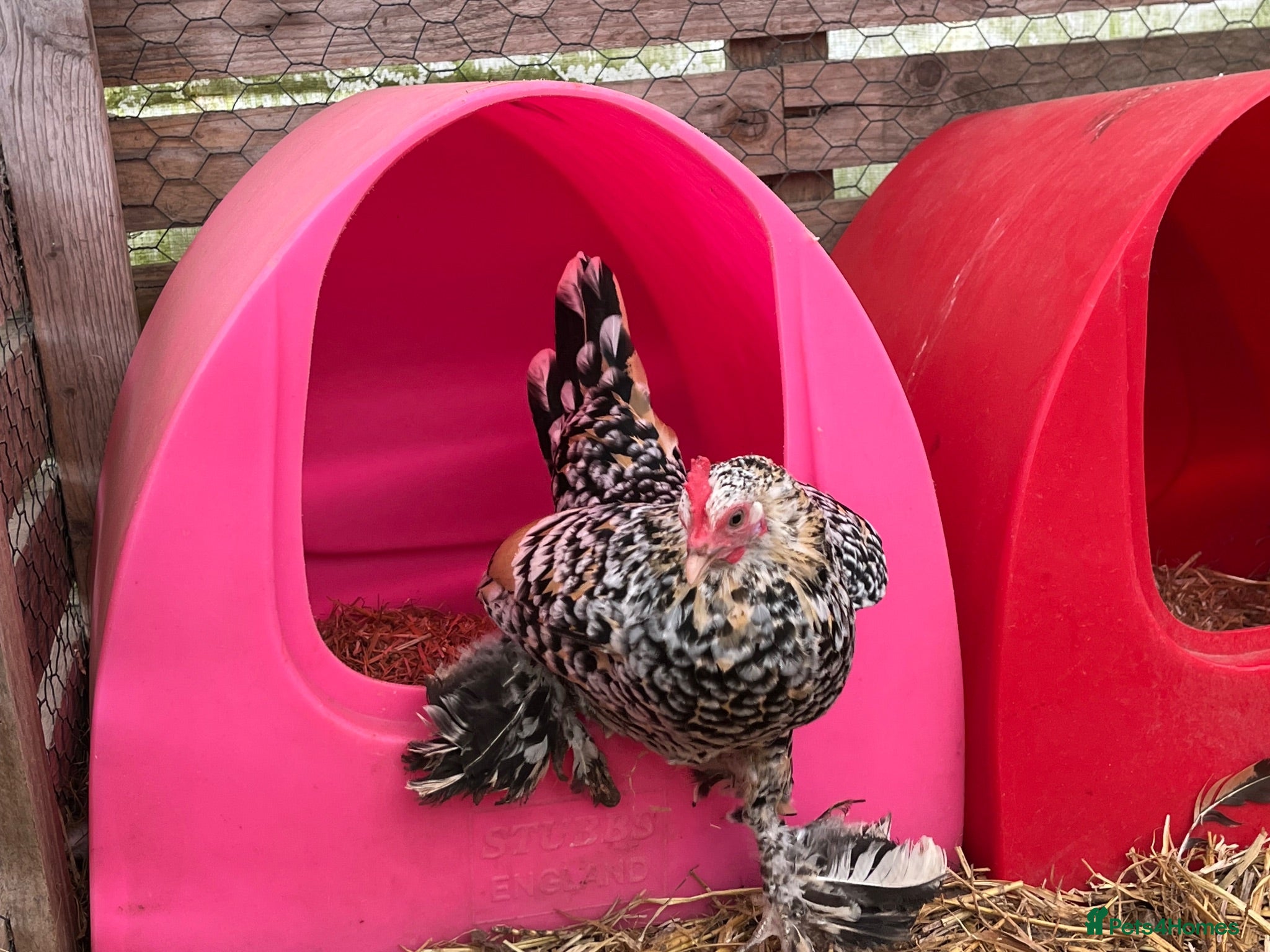 Chickens poultry Sablepoot bantam chicks, growers, hens, eggs - Advert 2