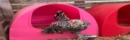 Chickens poultry for sale: Sablepoot bantam chicks, growers, hens, eggs - Advert 1