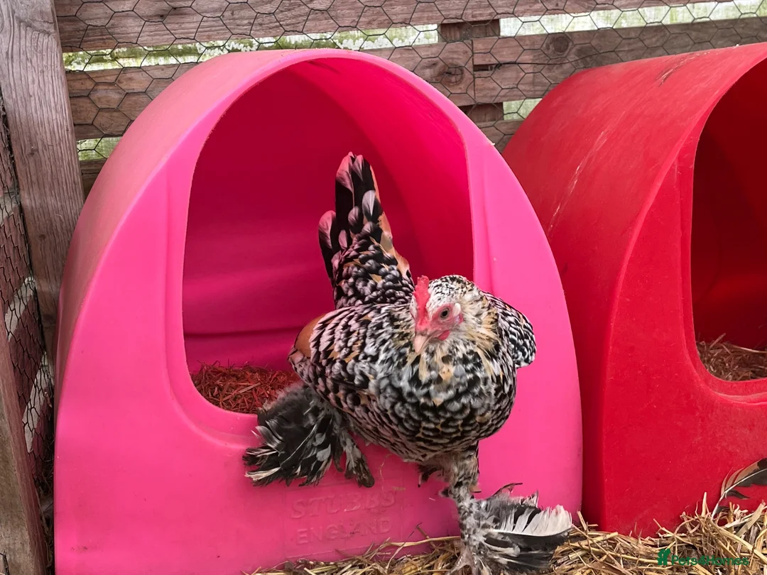 Chickens poultry for sale: Sablepoot bantam chicks, growers, hens, eggs - Advert 1