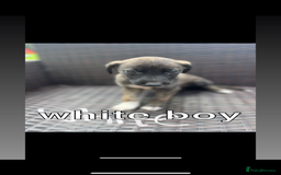 Lurcher dogs for sale: lurcher puppies  - Image 3