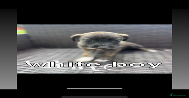 Lurcher dogs - Advert 2