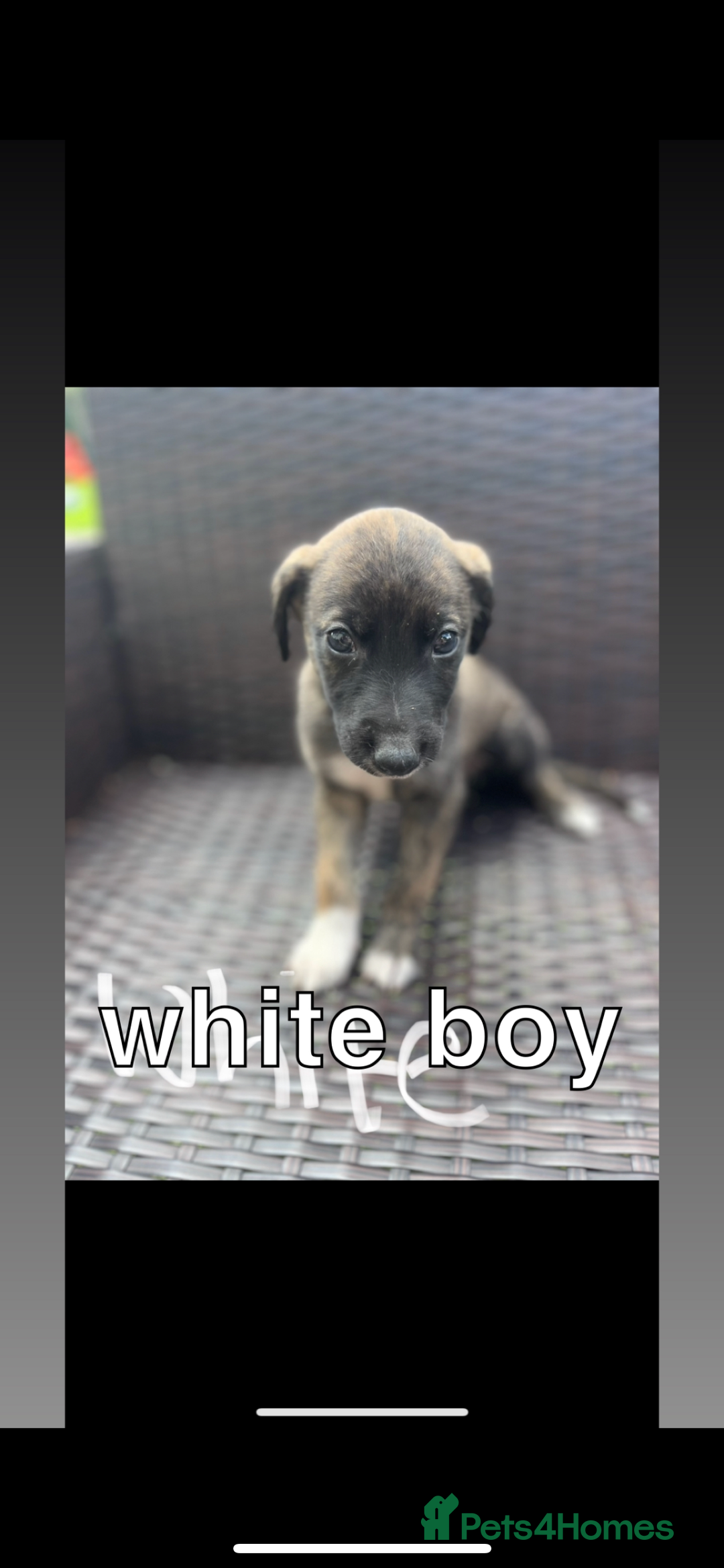 Lurcher dogs for sale: lurcher puppies  - Image 3