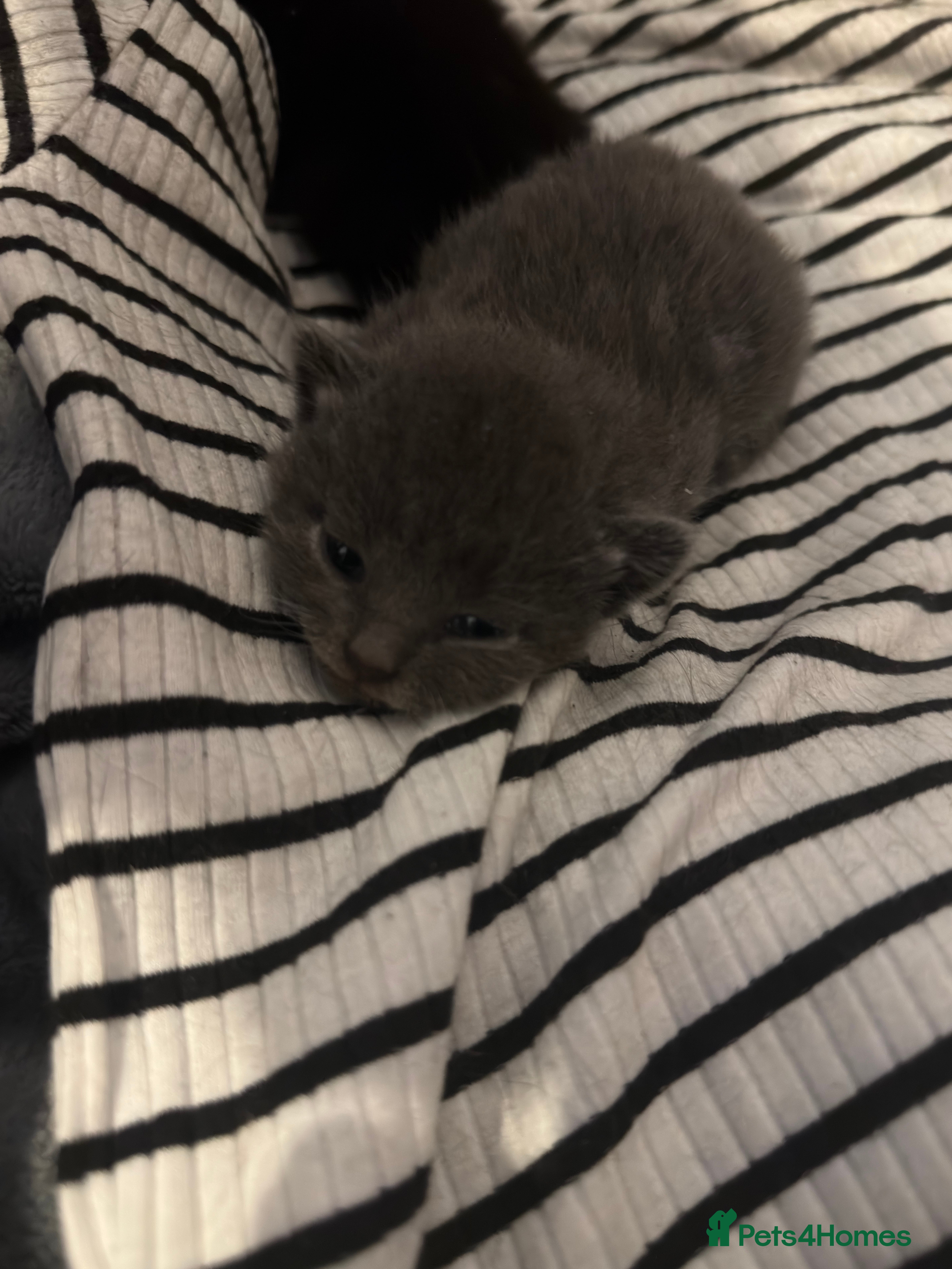 Mixed Breed cats Rare Grey Kitten  - Advert 1