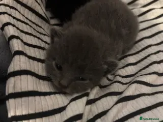 Mixed Breed cats Rare Grey Kitten - Advert 1