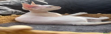 Devon Rex 1