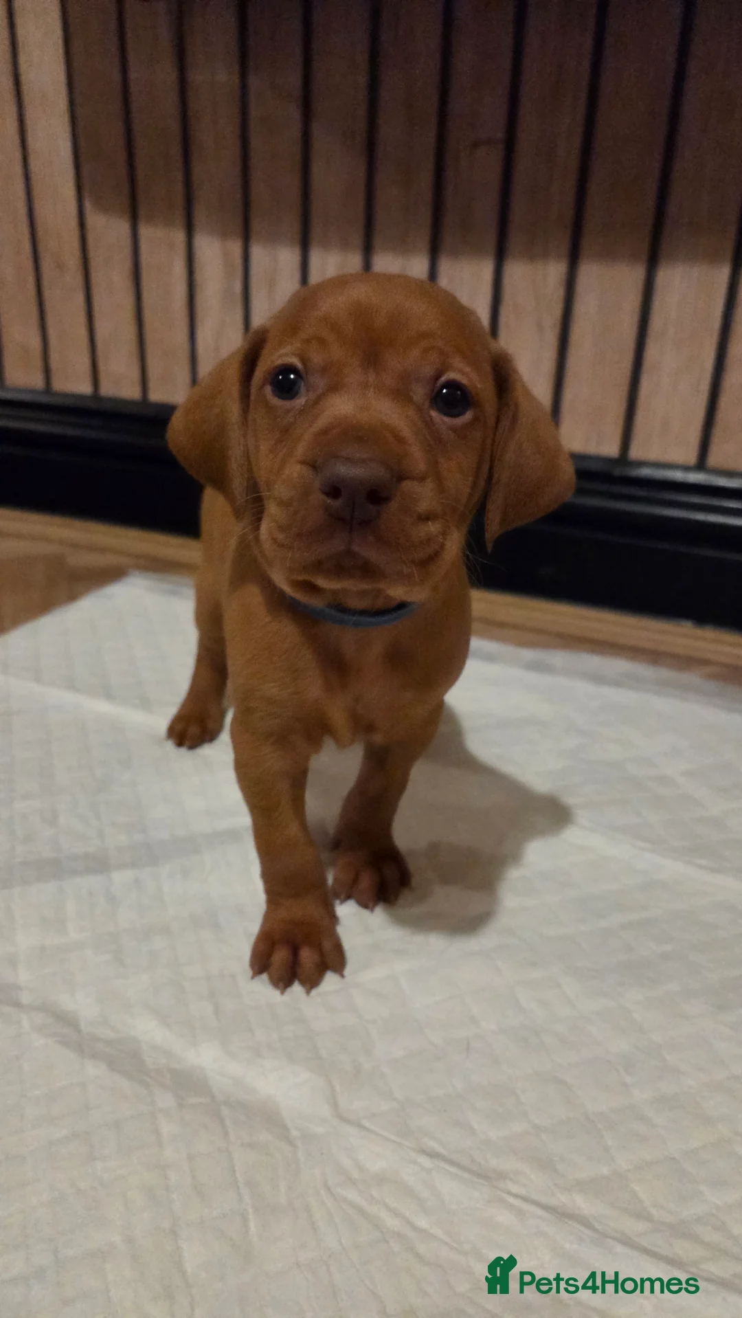 Hungarian Vizsla dogs for sale: 🧡 Hungarian Vizslas. Exceptional pedigrees 🧡 - Advert 33