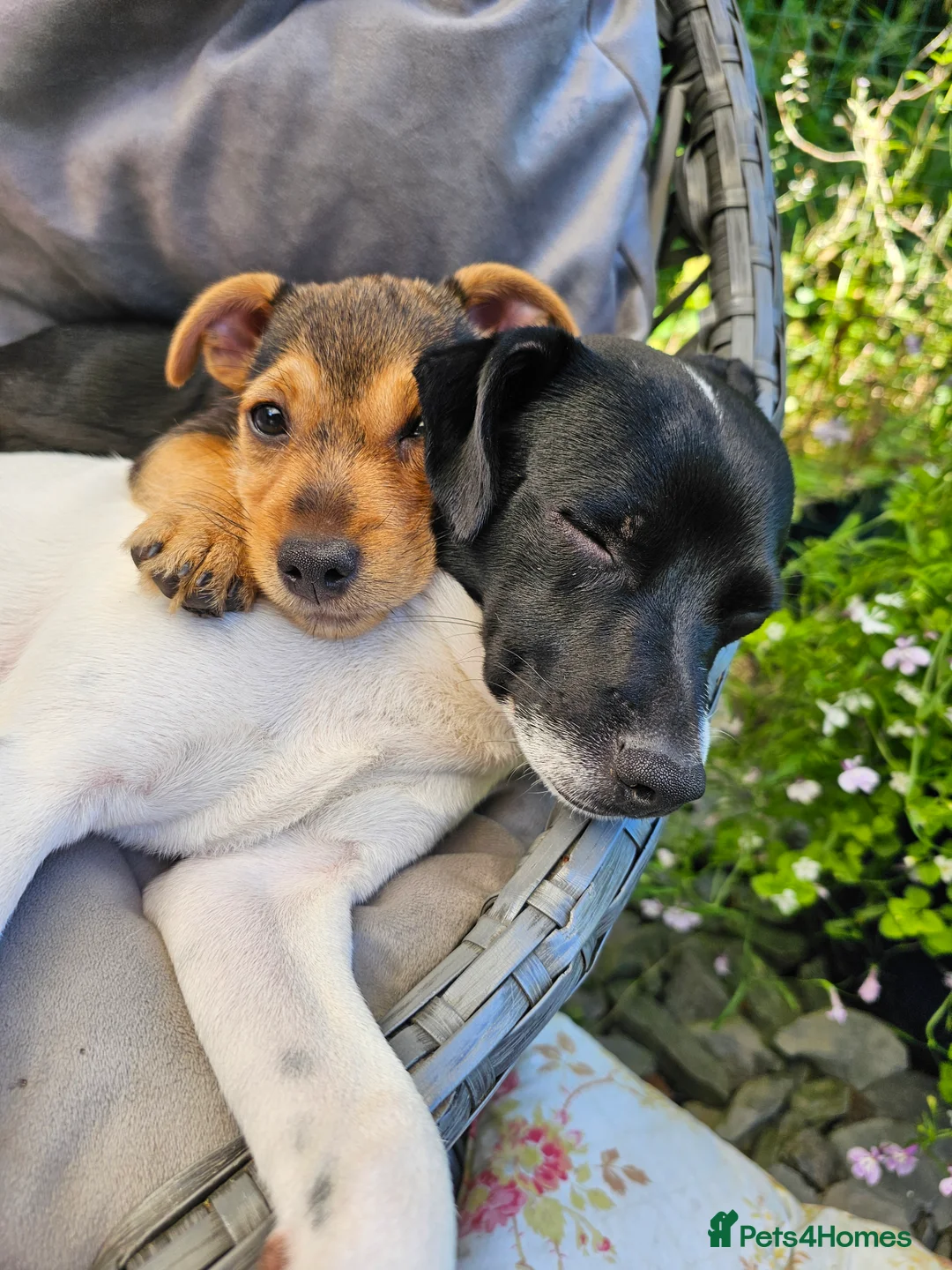 Jack Chi dogs for stud: Chihuahua x Jack Russell For Stud - Advert 8