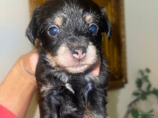 Jackapoo dogs Quality Jack Russel Puppies for sale 💌 - Advert 1