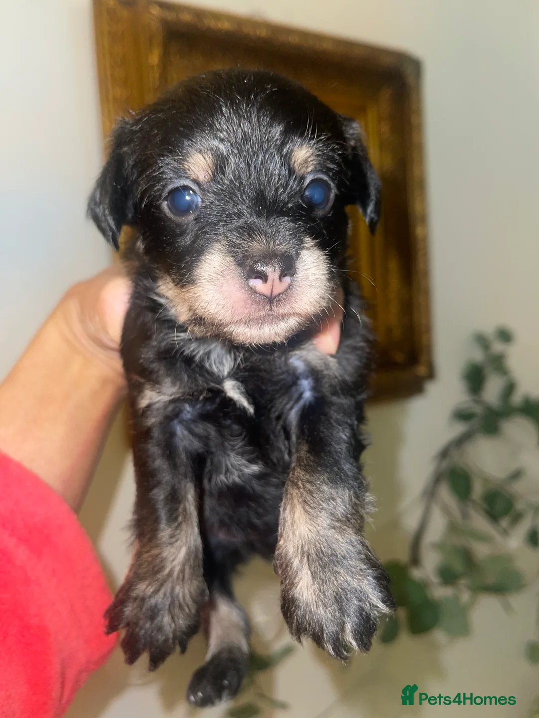 Jackapoo dogs for sale: Quality Jack Russel Puppies for sale 💌 - Advert 2