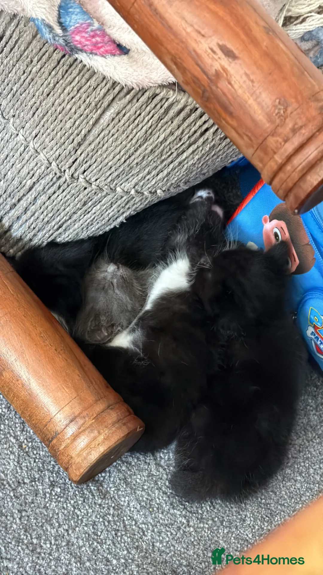 Mixed Breed cats for sale: Beautiful black and white kittens  in Bristol - Advert 13
