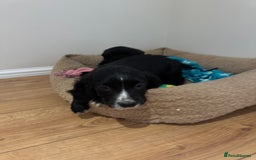 Cocker Spaniel dogs for sale: *3 left* black & white kc working cocker spaniels  - Image 14