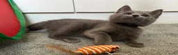 Russian Blue cats for sale: Russian Blue Kittens  - Advert 1