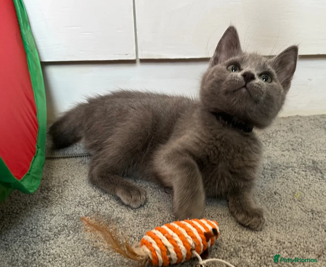 Russian Blue cats for sale: Russian Blue Kittens  - Advert 1