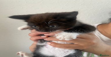 British Shorthair cats - Advert 4