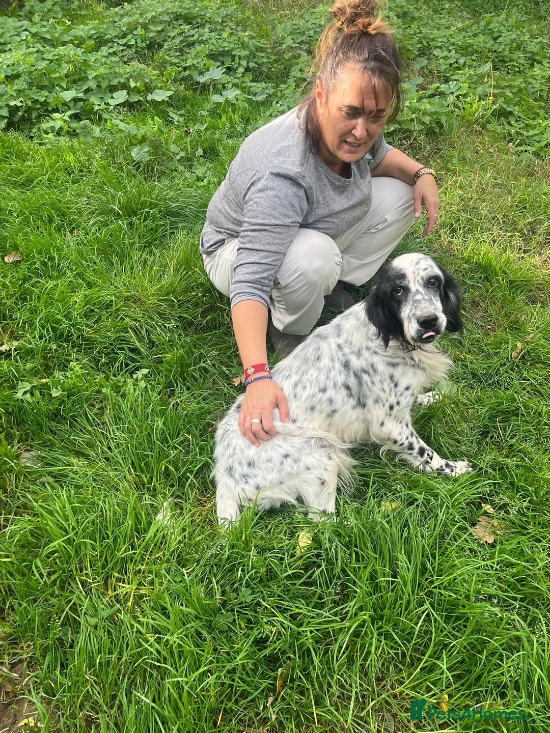 English Setter dogs for adoption: Mascotte - Advert 13