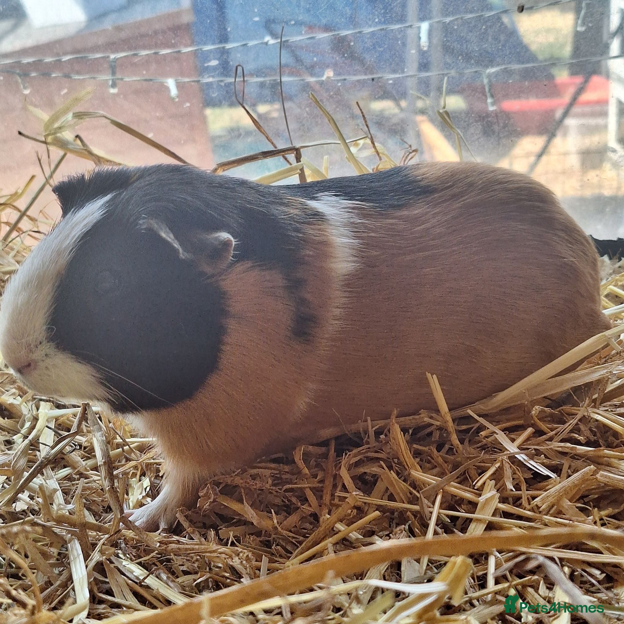 Guinea Pig rodents 8 weeks old  baby Guinea pigs  ready   - Advert 1
