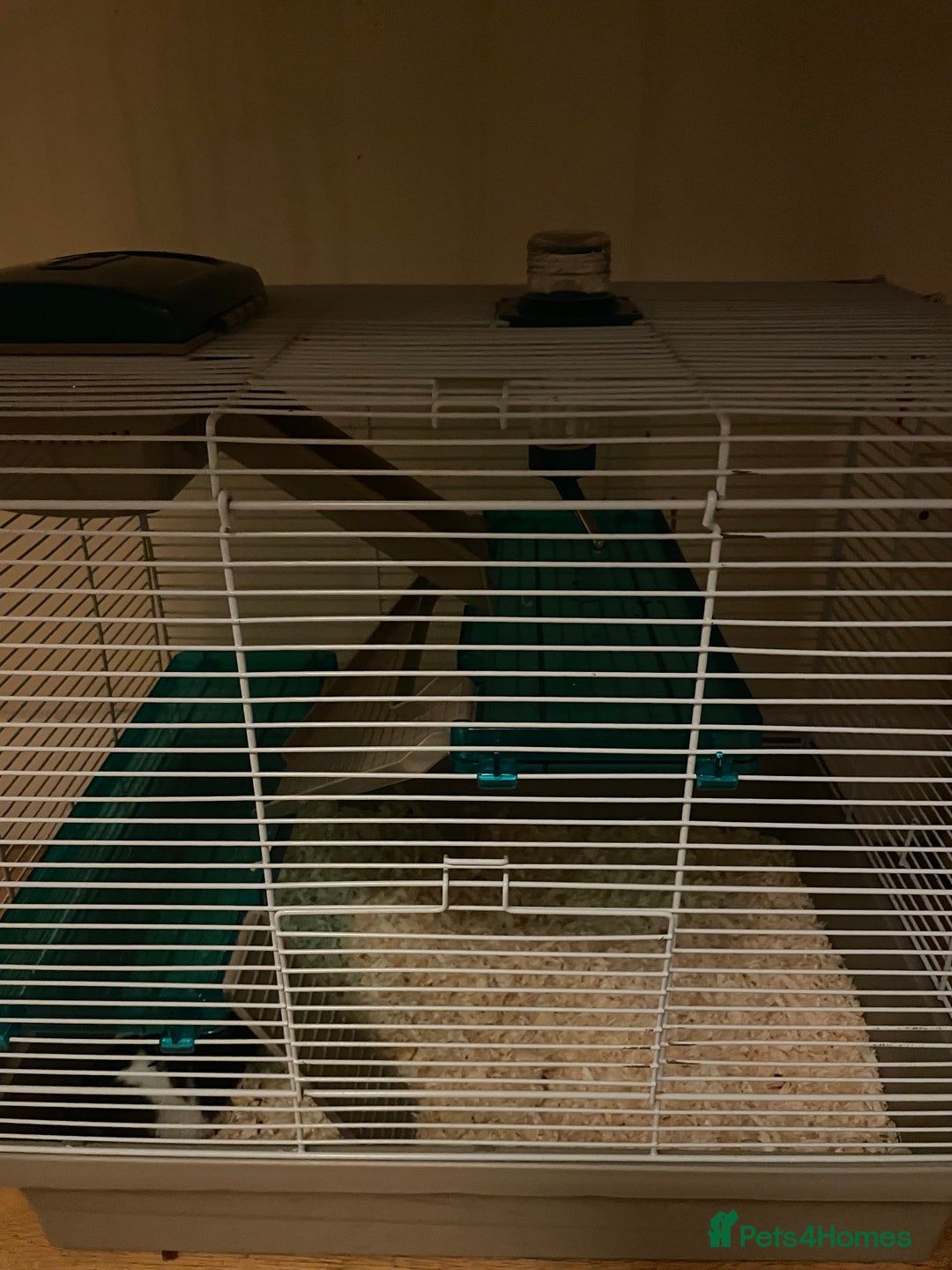 Hamster rodents for sale: friendly Hamster  - Advert 2