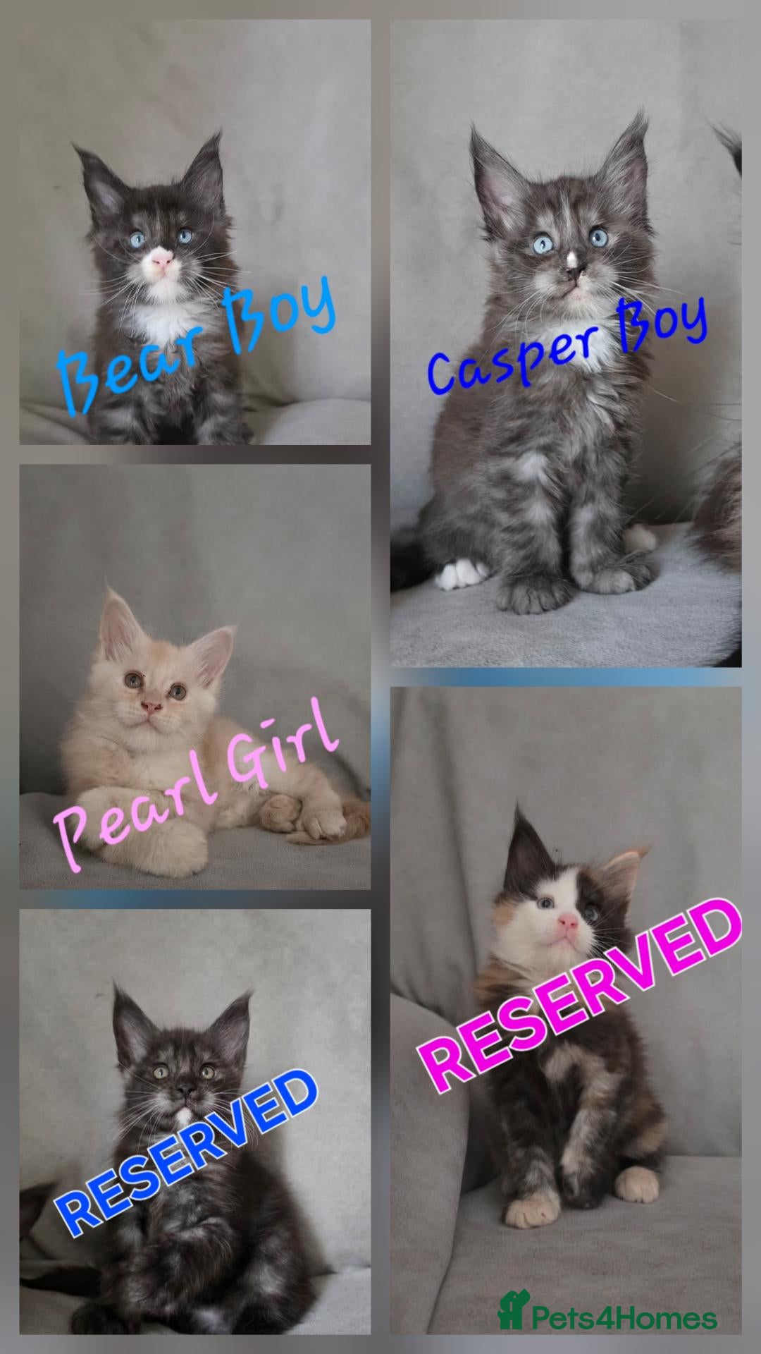 Maine Coon cats Gorgeous pedigree kittens  - Advert 2