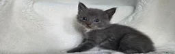 British Shorthair cats for sale: MIXED British Shorthair - Advert 16