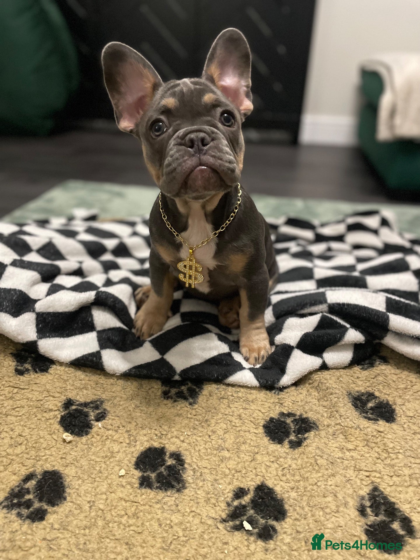 French Bulldog dogs 🐾 Beautiful French Bulldog Puppies 🐾 - Advert 3