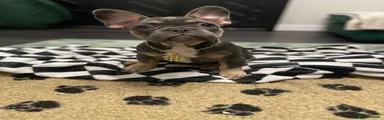 French Bulldog 2