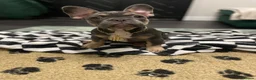 French Bulldog dogs for sale: 🐾 Beautiful French Bulldog Puppies 🐾 - Advert 1