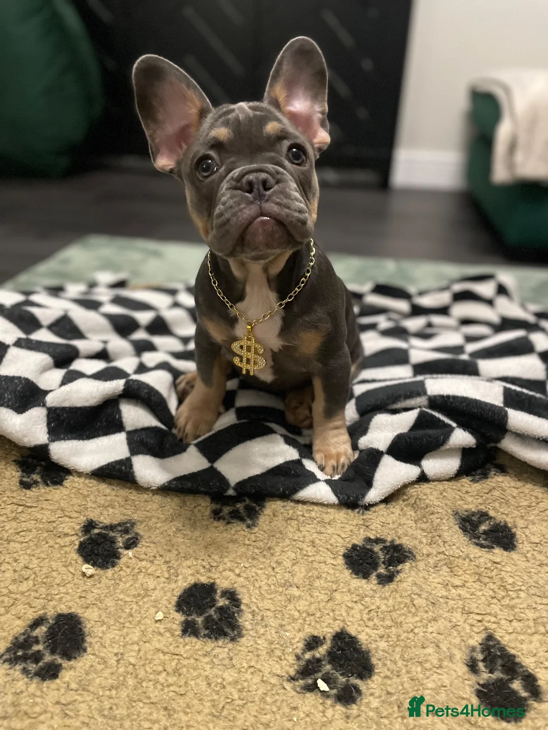 French Bulldog dogs for sale: 🐾 Beautiful French Bulldog Puppies 🐾 - Advert 1