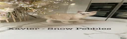 Ragdoll cats for sale: 3 LEFT!!! TICA REGISTERED RAGDOLL KITTENS  - Advert 10