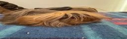 Guinea Pig rodents for sale: Peuivain guinea pig sows x 2 one boar  - Advert 10