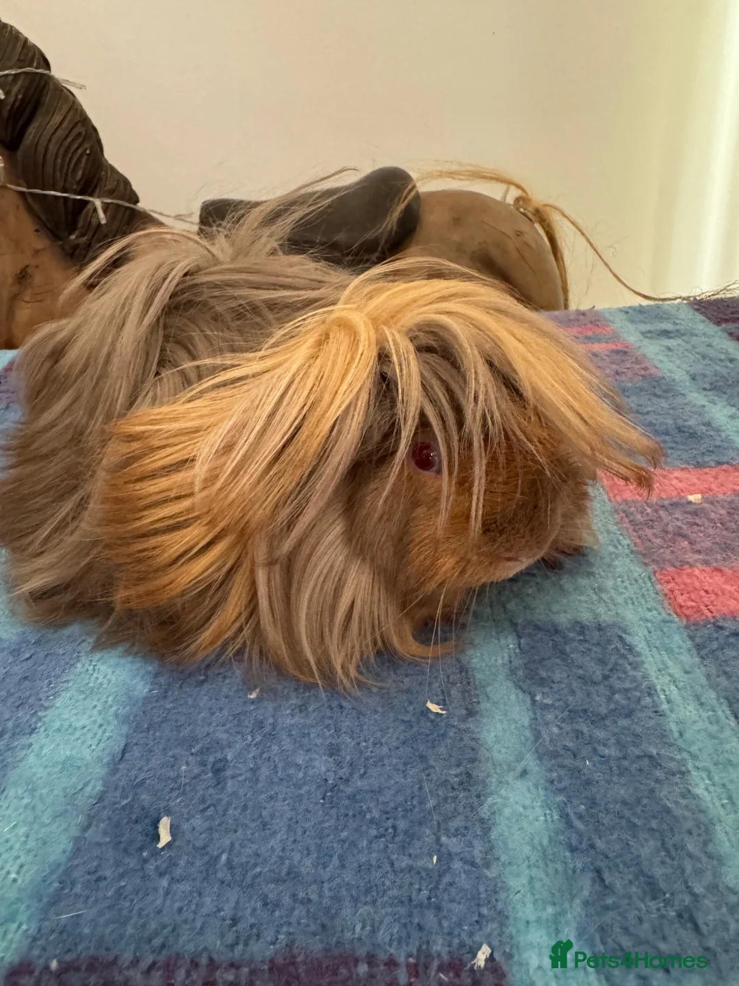 Guinea Pig rodents for sale: Peuivain guinea pig sows x 2 one boar  - Advert 10