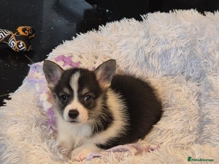 Welsh Corgi Pembroke dogs - Advert 5