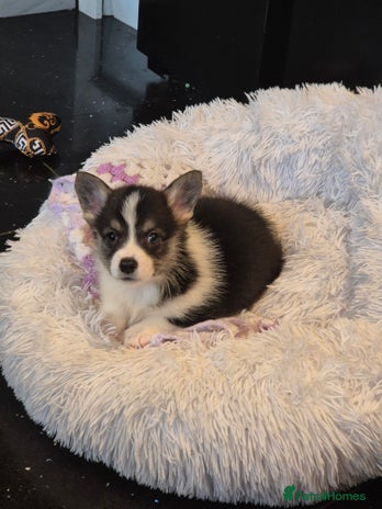 Welsh Corgi Pembroke dogs - Advert 6