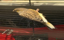 Canaries birds for sale: Male & female cannery for sale  - Image 18