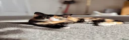 Domestic Shorthair cats for sale: Beautiful Kittens for Sale - Advert 2