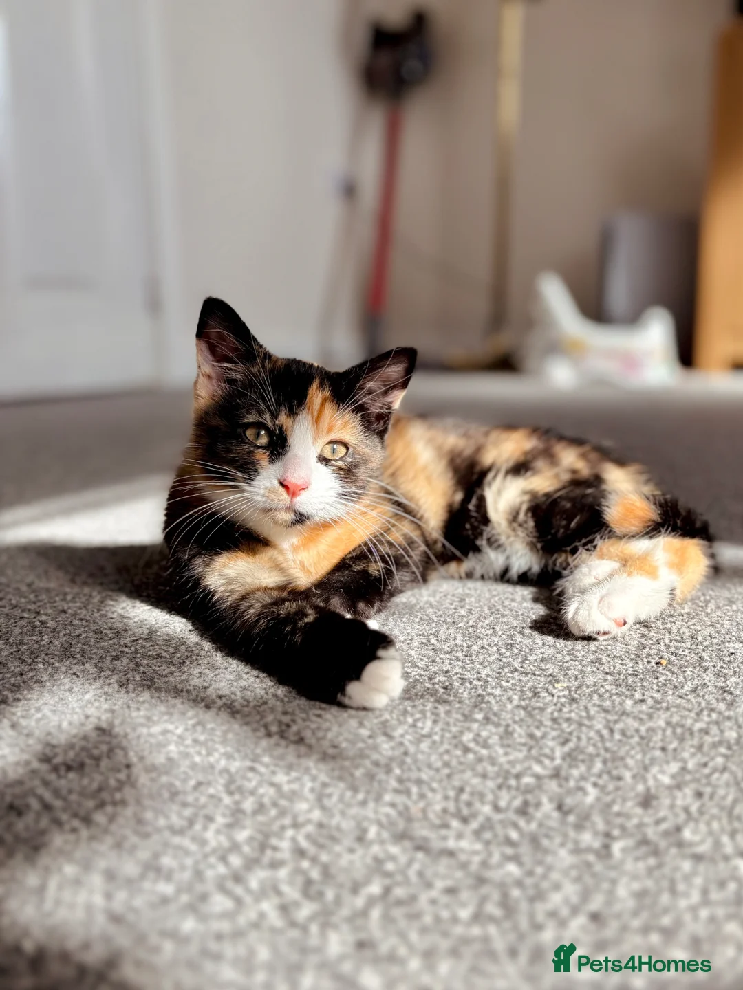 Domestic Shorthair cats for sale: Beautiful Kittens for Sale - Advert 2
