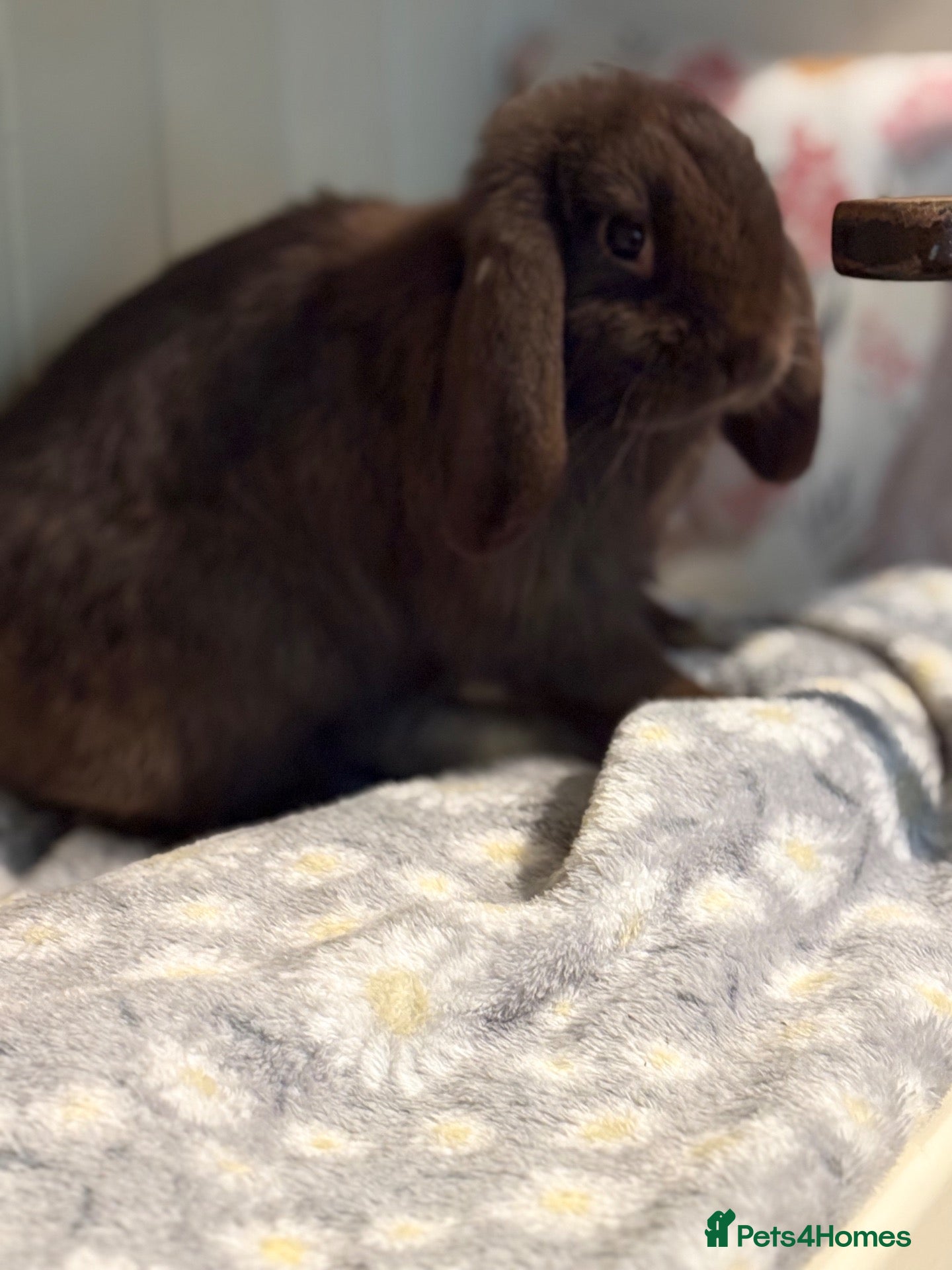 Mini Lop rabbits Mini lops-vaccinated-raised indoors  - Advert 2