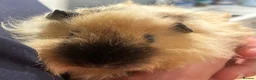 Guinea Pig rodents for sale: 🐹 3 Guinea Pigs – 1 Male Swiss + 2 F Americans in Totnes - Advert 1