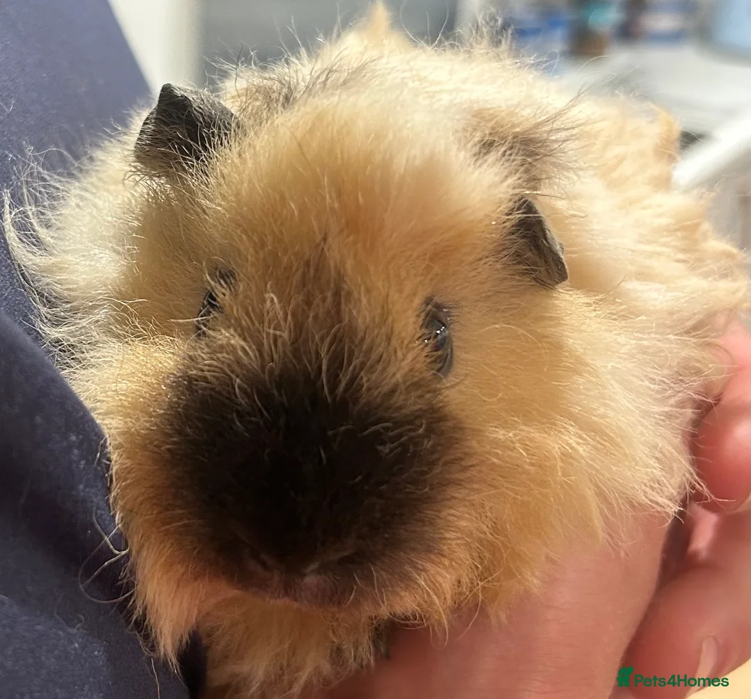 Guinea Pig rodents for sale: 🐹 3 Guinea Pigs – 1 Male Swiss + 2 F Americans in Totnes - Advert 1